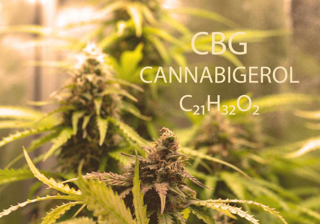 Cannabigérol CBG CBD cannabidiol produits chanvre molécule huile plante boutique en ligne