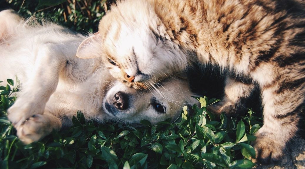 assurance pour chiens et chats